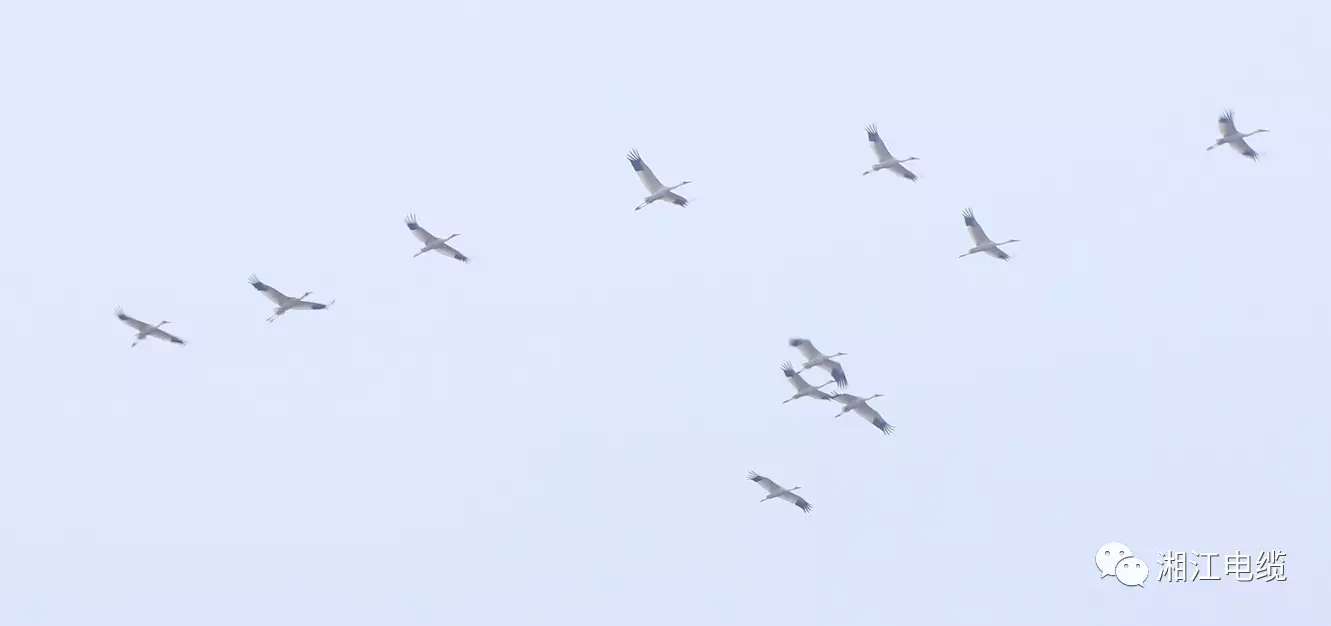 91茄子成品短视频入口新基地隆重开工