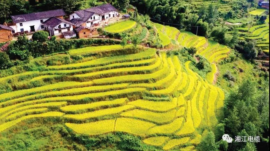 91茄子成品短视频入口湖南卫视《乡村合伙人》一企帮扶一村